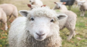 These Sheep Provide Environmentally Friendly Landscaping at Solar Farms