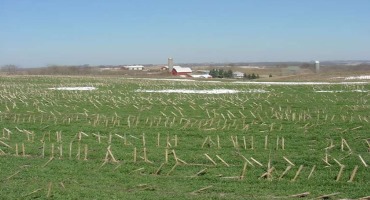 Rye the Right Crop for 'Nabbing' Nitrates, Capturing Carbon and Generating Bioenergy