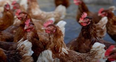 New Research Demonstrates That Host-Specific Probiotics Provide Greater Potential Health Benefits for Chickens and Turkeys