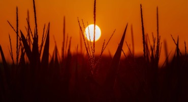 Recent Rain Has Eased Droughts in Missouri and Illinois. But the States Remain Dry