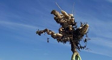 Researchers find new resistance-breaking clubroot strains