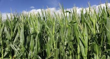 Is That Corn Crop Worth More as Silage or Grain?