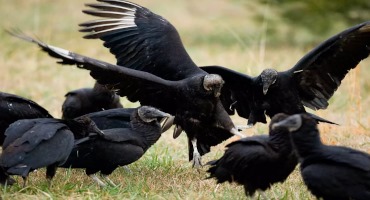 Black Vultures Are Killing Newborn Livestock in the Midwest — And Their Territory is Expanding