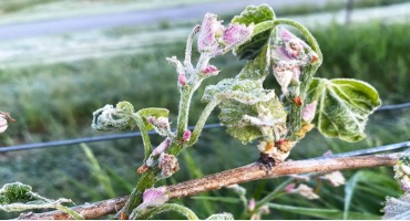 Federal Disaster Designation Will Help Fruit Growers Affected by May Frost