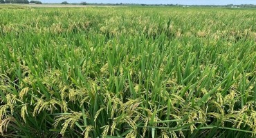 How LSU  Professors Are Designing Climate-Resilient Rice to Withstand Heat, Drought, Salinity