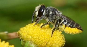 Leaf Cutter Bees Play Key Role for Arizona Cash Crop