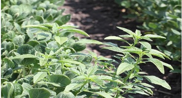 Survey Reveals Barriers to Managing Herbicide Resistance