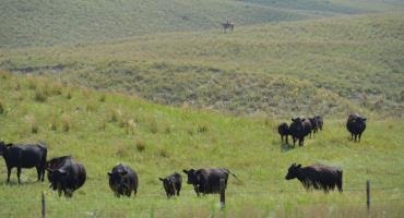 Nebraska Stockman’s Tour to be held at Ogallala Livestock Auction Market September 7