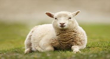 Ontario Sheep Farmers increases license fees by 40 cents