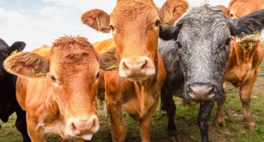Cattle Farming Expansion and Unchecked Climate Change Would Expose More Than 1 Billion Cows to Heat Stress, Study Finds