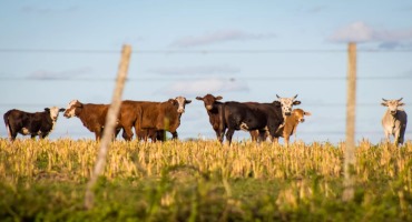 Extreme Heat Poses Danger for Oklahoma Cattle, Ranchers
