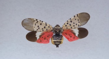 Farm Bureau Advises Vigilance as Spotted Lantern Flies Lay Eggs