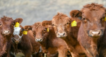 Feed Prices Favor Limit-Feeding Stockers a High Energy Diet