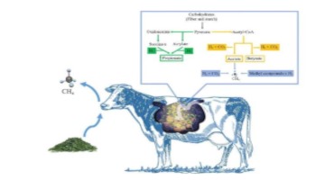 How Can We Use Nutritional Strategies to Mitigate Methane Emissions From Ruminants?