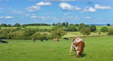 Livestock Farmers From Sweden to Greece Test Paths to Greener Agriculture