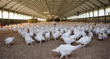 Avian flu returns to commercial flocks