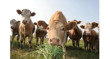 Raising awareness about Canadian grasslands