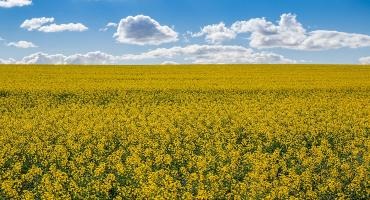A new campaign seeks to bring pride to Canadian canola
