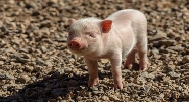 Ontario Pork says no to ag fuel carbon tax