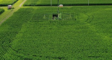 New Study Indicates C4 Crops Less Sensitive to Ozone Pollution Than C3 Crops