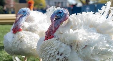 President Biden pardons Thanksgiving turkeys