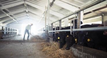 Addressing methane emissions from cows