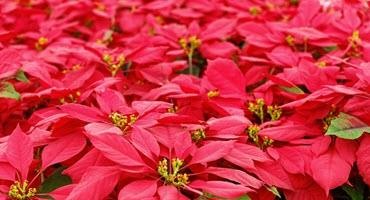 Did you know your poinsettia could be local?