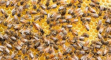 Canadian-Saskatchewan $1M Aid for Beekeepers