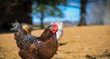In-field poultry pathogen testing is coming