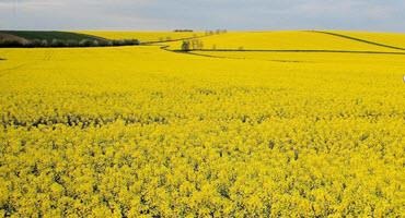Green harvest - Saskatchewan's sustainable crop mastery