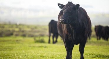 Supporting beef production in Nova Scotia