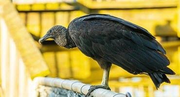 Helping Illinois farmers manage black vultures