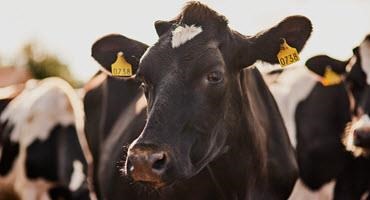Bird flu continues to spread among U.S. cattle
