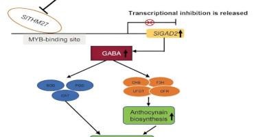 SITHM27-SlGAD2 Model Regulates the Cold Tolerance in Tomato by Regulating Gaba and Anthocyanin