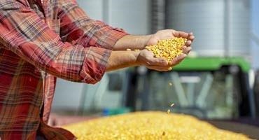 U.S. corn demand to remain high