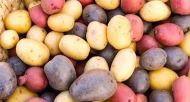 Potatoes - May 30 was World Potato Day