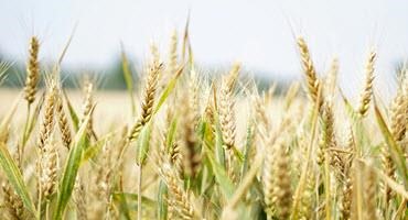 Indian Wheat Imports Impact on Wheat Futures