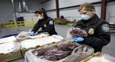 CBP ag specialists intercept illegal pork products