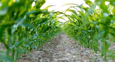 Farmers provide crop update