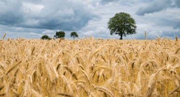 Canada Launches New National Barley Cluster