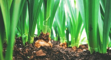 Fight fusarium blight in Canadian crops successfully