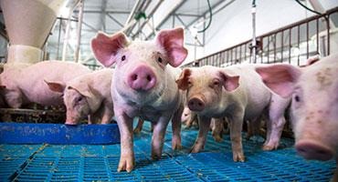 Top global swine-producing companies