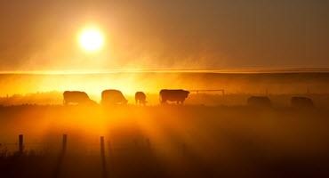 Conservatives introduce bill to establish a national livestock brand