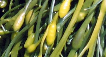 Seaweed making waves in ag