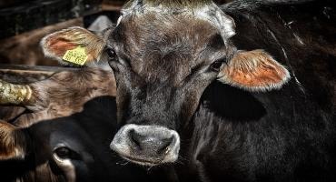 Beefing up support for Ontario cattle farmers