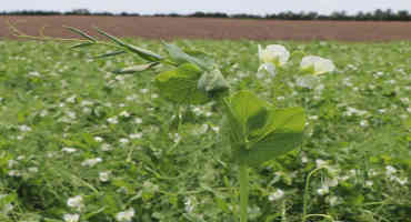 Dry Pea Harvest Begins Early with Hot Weather