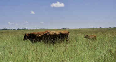 Cattle Production That Enhances Water and Environmental Quality