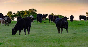 Extension to Present Pasture & Acreage Expo on Aug. 23