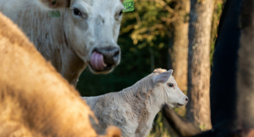 Texas Ranchers Optimistic Amid Slow Beef Herd Rebuild