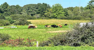 UMaine Extension Offers Educational Opportunity on Small-Scale Dairy and Poultry Farming